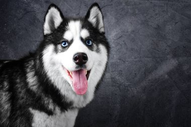 Kopya alanı siyah bir zemin üzerine yapışkanlık dışarı onun diliyle Sibirya Husky köpek portre bir mavi gözlü