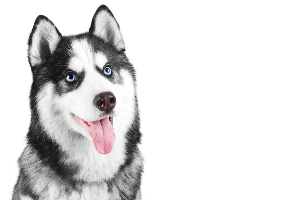 Portret Van Een Blauwe Eyed Mooie Lachende Siberische Husky Hond — Stockfoto