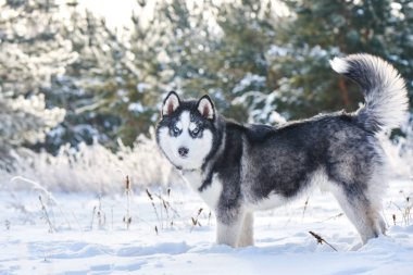 Karlı kış orman oynayan Sibirya Husky köpek