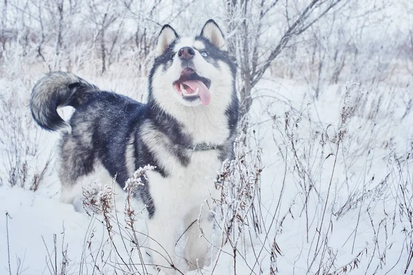 シベリアン ハスキー犬が雪に覆われた冬の森で遊んで — ストック写真