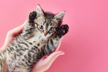 Pembe arka plan üzerinde kadın avuç içinde poz sevimli küçük kedi. Izole