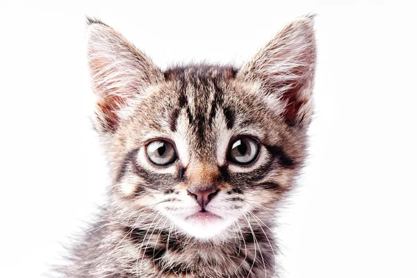 白い背景に小さな灰色の縞模様の子猫の肖像画 カメラで大きな目で見て素敵な小さな子猫 — ストック写真