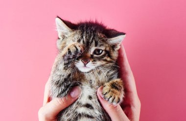Pembe arka plan üzerinde kadın avuç içinde poz sevimli küçük kedi. Izole