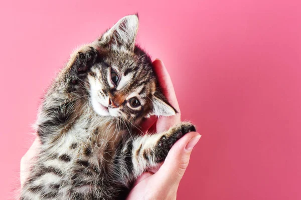 ピンクの背景の上に女性の手のひらでポーズかわいい子猫 — ストック写真