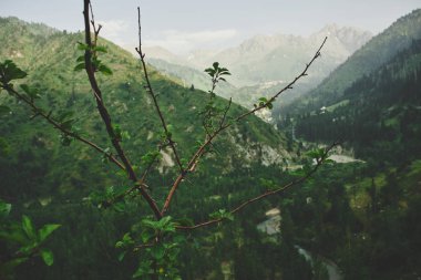 Kazakistan Almaty yaz yeşil dağ manzara, doğa, orman ve gökyüzü