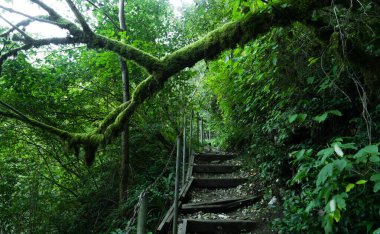 Yew-boxwood korusu, yeşil ormandaki turist yolu.
