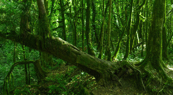 Тиу-боксвуд-Гроув