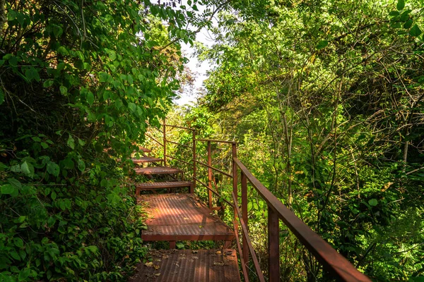 Yew Boxwood Grove National Park Tourist Path Green Forest — стокове фото