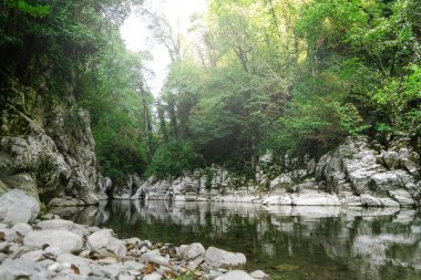 Yew-boxwood korusu, Ulusal Park, Kanyon, Beyaz Kayalar arasında nehir akıyor.