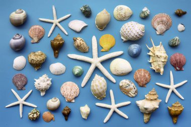 Yaz konsepti. Deniz yıldızı ve kabukları mavi bir arka plan üzerinde