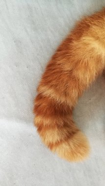 Kedi kuyruğunu yakın çekim