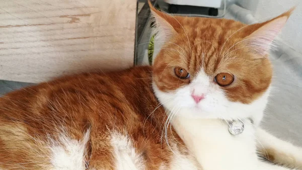 Nahaufnahme Einer Katze Mit Orangefarbenen Augen — Stockfoto