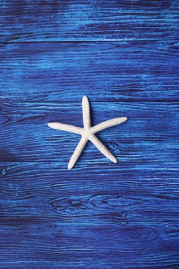 mavi bir arka plan üzerinde deniz yıldızı, yakın çekim
