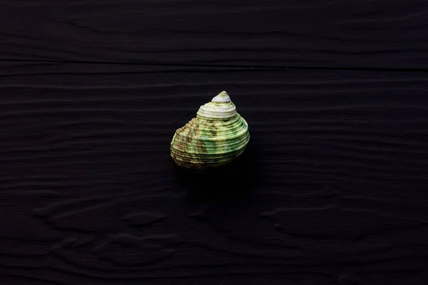 Close Seashell Black Background — Stock Photo, Image