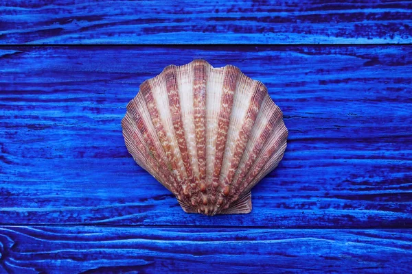 Close Seashell Blue Wooden Background — Stock Photo, Image