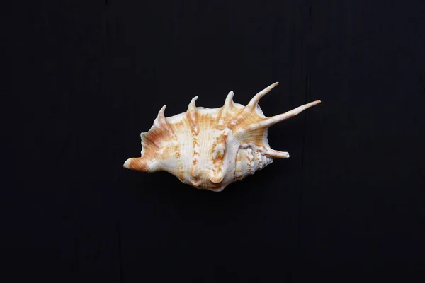 Close Seashell Black Background — Stock Photo, Image