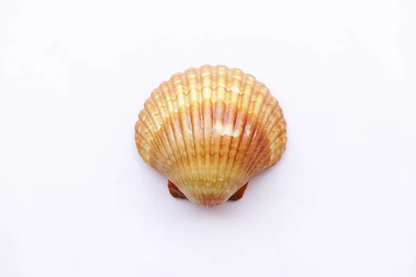 Närbild Seashell Isolerad Vit Bakgrund — Stockfoto