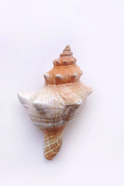 Close Seashell Isolated White Background — Stock Photo, Image