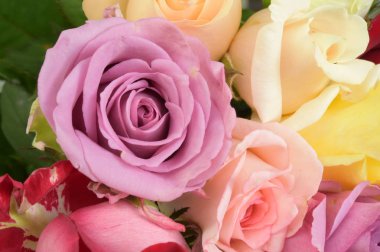 arka plan için renkli gül yakın çekim 