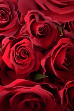 arka plan için kırmızı gül yakın çekim 