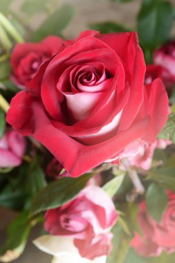 arka plan için kırmızı gül yakın çekim 