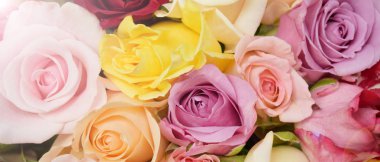 arka plan için renkli gül yakın çekim 