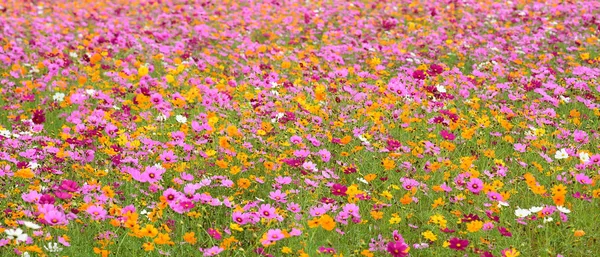 Beautiful Cosmos Flowers Garden — Stock Photo, Image