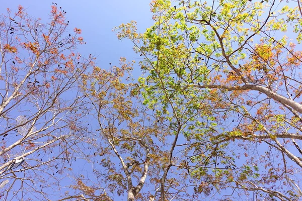 Wielkie Drzewo Pod Błękitne Niebo Krajobraz — Zdjęcie stockowe