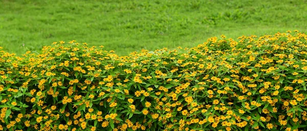 Mooie Gele Kosmos Bloemen Tuin — Stockfoto