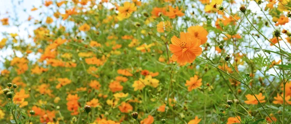 Vacker Natur Ringblomma Blommor Trädgården — Stockfoto