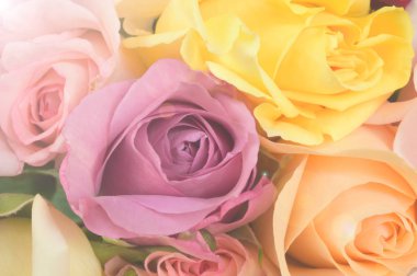 arka plan için renkli gül yakın çekim 