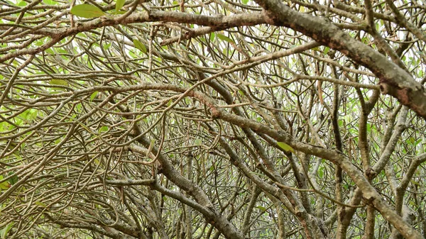 Paisaje Del Gran Árbol Bosque — Foto de Stock