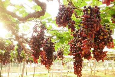 Bahçede olgun kırmızı üzümler 