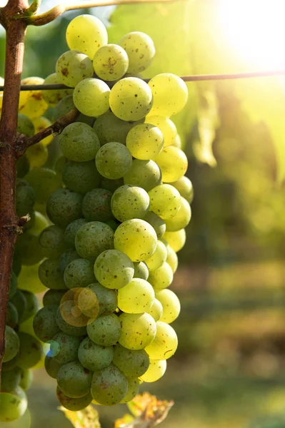 Cépages Grappes Raisins Blancs Dans Jardin — Photo