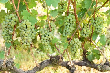 Asma ve bir demet beyaz üzüm bahçede.