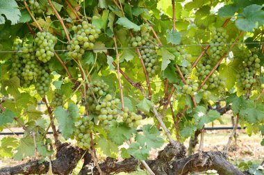 Asma ve bir demet beyaz üzüm bahçede.