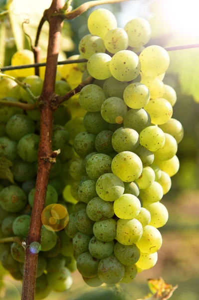 Cépages Grappes Raisins Blancs Dans Jardin — Photo