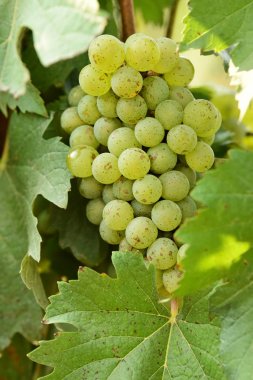 Asma ve bir demet beyaz üzüm bahçede.