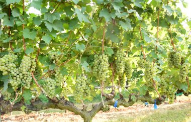 Asma ve bir demet beyaz üzüm bahçede.