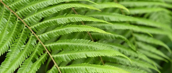 Detalhes Sobre Natureza Fundo — Fotografia de Stock