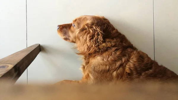 リラクゼーションのために床に横になるゴールデンレトリーバー犬 — ストック写真