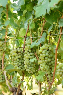 Asma ve bir demet beyaz üzüm bahçede.