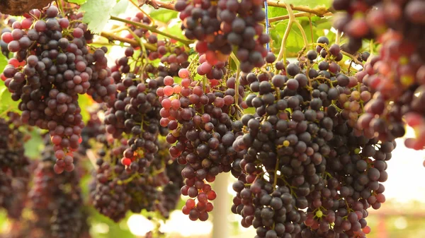 Raisins Mûrs Rouges Dans Jardin — Photo