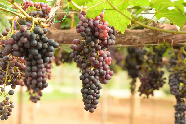 Red Ripe Grapes Garden — Stock Photo, Image