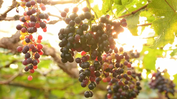 Raisins Mûrs Rouges Dans Jardin — Photo