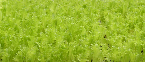 Groeiende Biologische Plantaardige Landbouwbedrijven Voor Achtergrond — Stockfoto