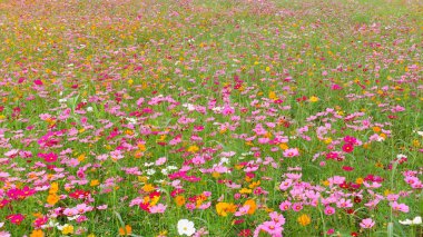 Bahçedeki güzel kozmos çiçekleri                                                        