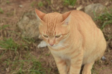 Sevimli kedilere yakın yerde yatıyorlar.