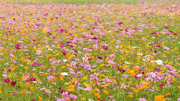 Hermosas Flores Del Cosmos Jardín — Foto de Stock