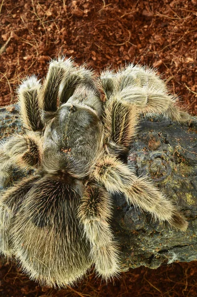 Close Van Spin Natuur Voor Achtergrond — Stockfoto